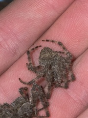 Araneus cavaticus