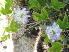 Passiflora chrysophylla