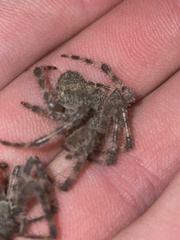 Araneus cavaticus