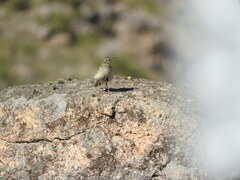 Anthus hellmayri