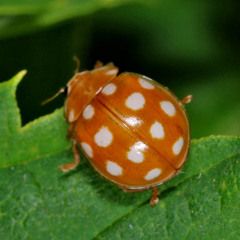 Calvia quindecimguttata