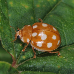 Calvia quindecimguttata