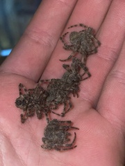 Araneus cavaticus