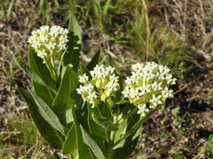 Asclepias mellodora