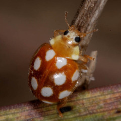 Vibidia duodecimguttata