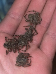 Araneus cavaticus