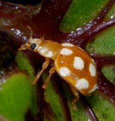 Vibidia duodecimguttata