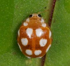 Vibidia duodecimguttata