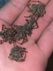 Araneus cavaticus