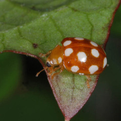 Vibidia duodecimguttata