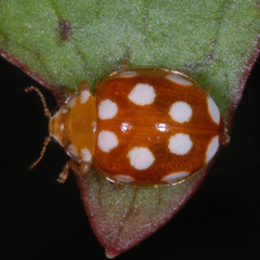 Vibidia duodecimguttata
