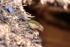 Camaroptera brachyura