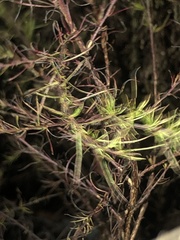 Eupatorium compositifolium