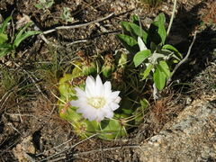 Gymnocalycium monvillei