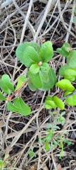 Ribes viburnifolium