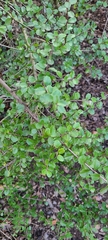Rhamnus crocea