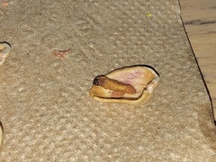Amyelois transitella