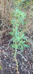 Artemisia palmeri