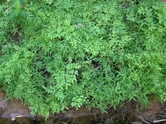 Lygodium microphyllum