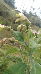 Siphocampylus weberbaueri