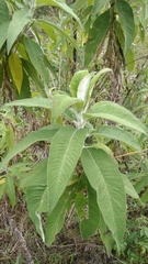 Siphocampylus weberbaueri