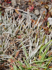Luzula ulophylla