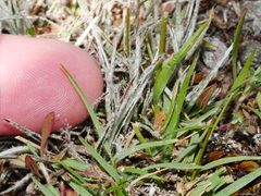 Luzula ulophylla