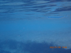 Tylosurus crocodilus