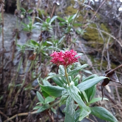 Centranthus ruber