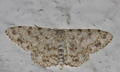 Idaea camparia