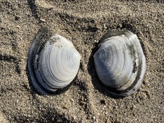 Rexithaerus secta