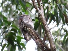 Nyctibius griseus