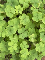 Oxalis articulata
