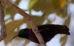 Cinnyris mariquensis