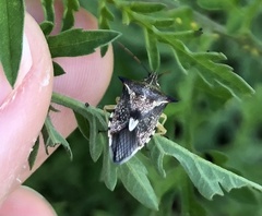 Oechalia schellenbergii