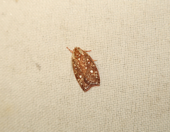 Euchaetis metallota