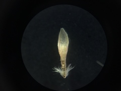 Rytidosperma clavatum