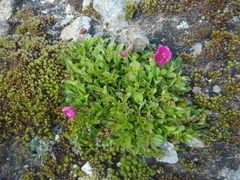 Rhododendron camtschaticum