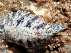 Hypselodoris saintvincentius