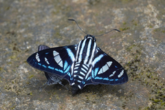 Jemadia hewitsonii