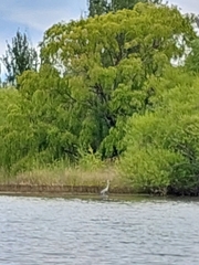Ardea cocoi