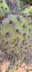 Opuntia oricola