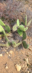 Opuntia oricola