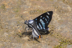 Jemadia hewitsonii