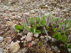 Salix arctica