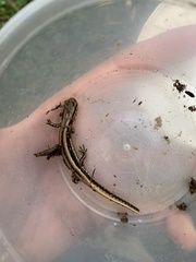 Eurycea guttolineata