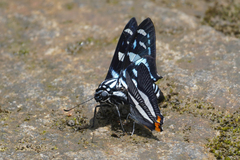Jemadia hewitsonii