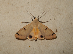 Ophiusa