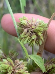 Cyperus entrerianus