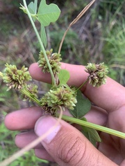 Cyperus entrerianus